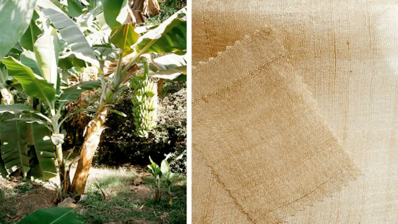 Banana Fiber: A Sustainable Alternative to Plastic